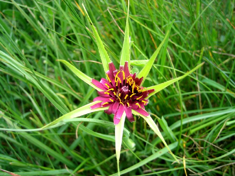 Tragopogon porrifolius / Barba di becco violetta